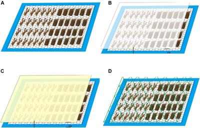 Physiological Responses of Pocillopora acuta and Porites lutea Under Plastic and Fishing Net Stress